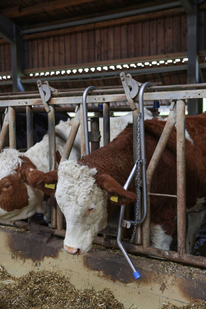 Vink Kopfstütze für Rinder